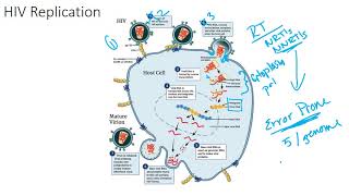 The HIV Viral Replication Cycle [upl. by Nathanil1]