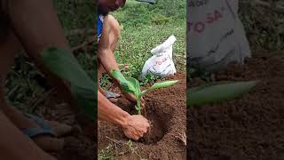 how to plant banana lakatan planting 🍌 [upl. by Ahsiema]