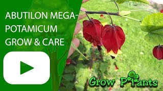 Abutilon megapotamicum  grow and care [upl. by Nylarej]