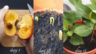 How to grow persimmons from seed  0 to 120 days [upl. by Adao]