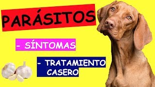 Síntomas de PARÁSITOS en Perros TRATAMIENTO [upl. by Manning]