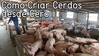 Como Empezar A Criar Cerdos Desde Cero║Paso a Paso║Consejos Básicos [upl. by Lynnett]