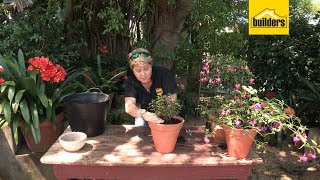 How to Plant Fuchsia Flowers in a Pot [upl. by Lap]