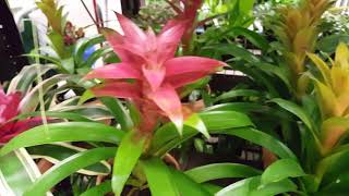 How to care for a Bromeliad Plant  Donna Joshi [upl. by Natsyrt255]