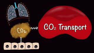 CO2 Transport  Carbondioxide Transport  Respiratory Gas Exchange  Respiratory Physiology [upl. by Mcgaw]