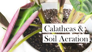 Calatheas amp Soil Aeration [upl. by Choo]