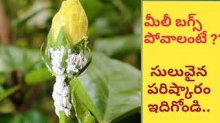 Remove white mealybugs and insects from any plants  EasySimple Solution for Mealybug White insects [upl. by Fronniah]