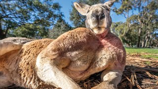 Buff Kangaroo Gets Girls by Flexing Muscles [upl. by Neehahs]