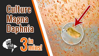 How to culture DAPHNIA MAGNA  The easy way [upl. by Llesram]