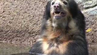 Spectacled Bear Pair  Meet Willie and Pattie Houston Zoos Spectacled Bears [upl. by Leahciam]