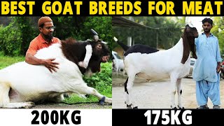 Goat Farming for Meat Production [upl. by Anitsirhk]