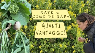 RAPE e CIME DI RAPA sai TUTTI I VANTAGGI  NON devono MANCARE nellorto [upl. by Atiraj404]