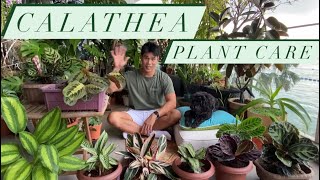 Calathea Plant Care  Prayer Plant Guide and tips [upl. by Helban]