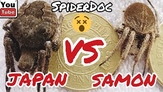 JAPAN VS SAMON Monster Spider Fight [upl. by Adlesirg]