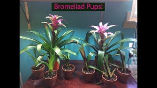 How To Bromeliad Pup Propogation [upl. by Elsworth]