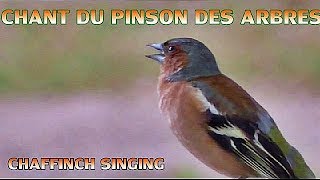 Chant du PINSON des ARBRES [upl. by Normalie501]