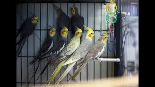 Cockatiels are the BEST  SINGING EDITION  This will make your Cockatiel Happy and Talkative [upl. by Surdna415]