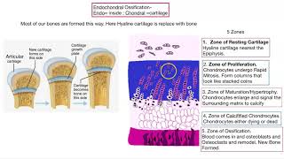 Osteogenesis Bone formation [upl. by Duthie]