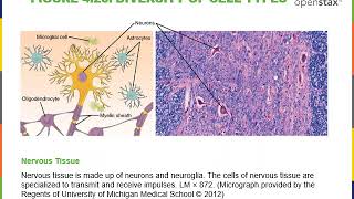 Introduction to Cytology Part 1 [upl. by Coh]