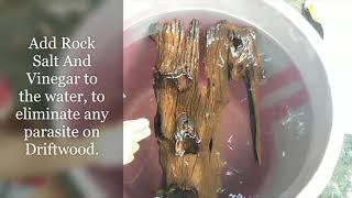 How To Prepare DriftWood For Your Aquarium [upl. by Kalindi946]