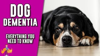 Canine Dementia everything you need to know about senility in dogs [upl. by Adan400]