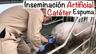 Proceso CORRECTO INSEMINACIÓN artificial CERDAS CATÉTER ESPUMA CAPITULO 51 INSEMINACIÓN CERDAS [upl. by Otrepur795]