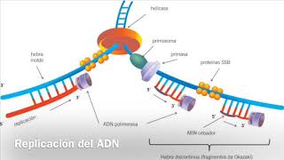 Replicación del ADN [upl. by Luella]