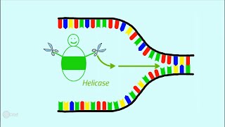 Die Replikation der DNA [upl. by Gerti]