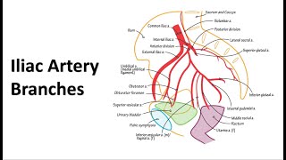 Pelvic Arteries Memory Tricks [upl. by Darrin965]