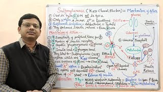 Diabetes Mellitus Part10 Mechanism of Action of Sulfonylurease  Antidiabetic Drugs  Diabetes [upl. by Tuckie]