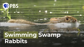 Swimming Rabbits Caught on Camera [upl. by Inaffets]