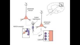 Schizophrenia and NMDA Receptors [upl. by Arinayed]