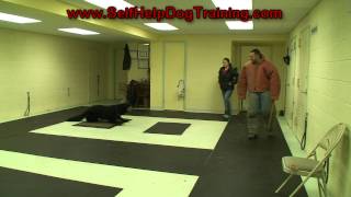 How to Train a Dog to Attack on Command k91com [upl. by Reeta]