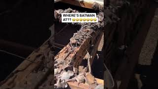 WHERES BATMAN AT 😂😂😂 voiceover [upl. by Hinman]