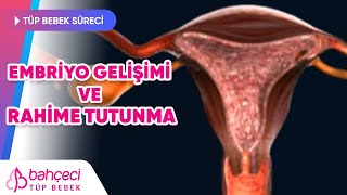 Embriyo Gelişimi ve Rahime Tutunma [upl. by Behre]