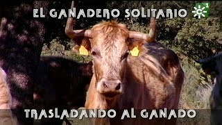 Toros de Justo Barba ganadero solitario trasladando ganado becerros  Toros desde Andalucía [upl. by Bannister]