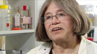 Model Organisms  Yeast  Professor Rhona Borts Full Interview [upl. by Wills447]