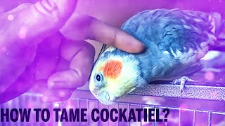 How to Bond and Tame a Scared Cockatiel Taming Season [upl. by Naoma]