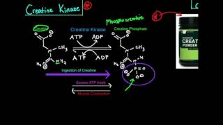 Creatine KinasePhosphagen System [upl. by Tara]