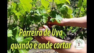 Parreira de Uva em Casa Qual o tamanho correto de crescimento [upl. by Vite852]