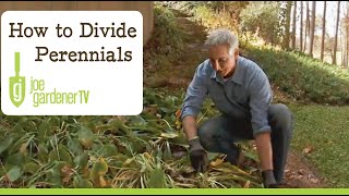 How to Divide Your Garden Perennial Plants [upl. by Chapell678]