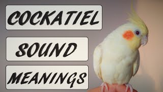 Cockatiel Sound Meanings [upl. by Holsworth]