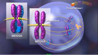 Meiosis in Plants and Animals [upl. by Assenna]