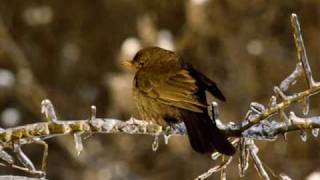 Chants doiseaux de France partie 1 [upl. by Vasquez]