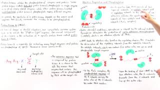 Protein Kinase A PKA [upl. by Julietta]