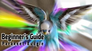 How to take Care of a Parakeet  Budgie Beginners Guide to Pet Birds [upl. by Vanhomrigh]