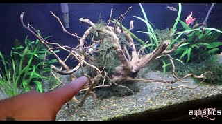 How to water log aquarium wood in 1 to 2 days max [upl. by Shane]