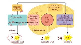 IB Biology 82 Cell Respiration [upl. by Bernetta547]