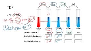 Determining the Total Dilution Factor [upl. by Araeit19]