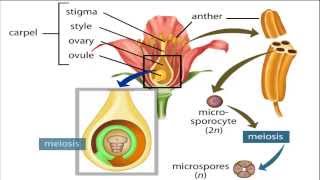 angiosperm life cycle [upl. by Tteve17]